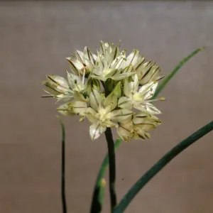 Allium haematochiton
