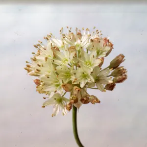 Allium howellii var clokeyi