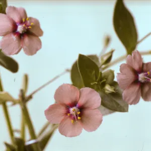 Anagallis arvensis