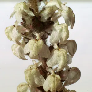 Antirrhinum coulterianum