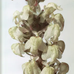 Antirrhinum coulterianum