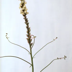 Antirrhinum coulterianum