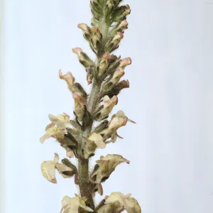 Antirrhinum coulterianum