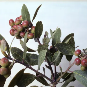 Arctostaphylos glandulosa ssp. mollis