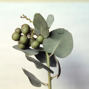 Arctostaphylos glauca