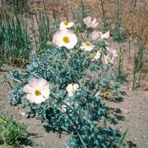 Argemone munita 
