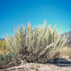 Artemisia tridentata