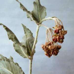 Asclepias californica 