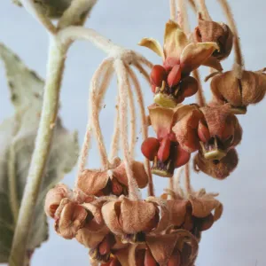 Asclepias californica 