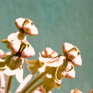 Asclepias eriocarpa