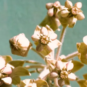 Asclepias eriocarpa