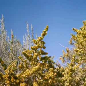 Atriplex canescens