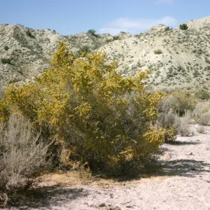 Atriplex canescens
