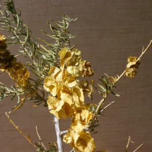 Atriplex canescens