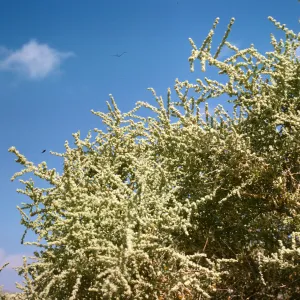 Atriplex polycarpa