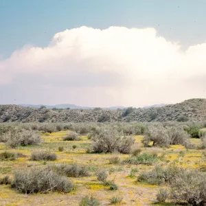 yellow carpet of Lasthenia, Ballinger Canyon