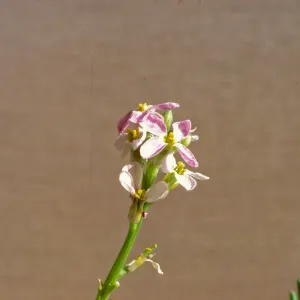Cakile maritima