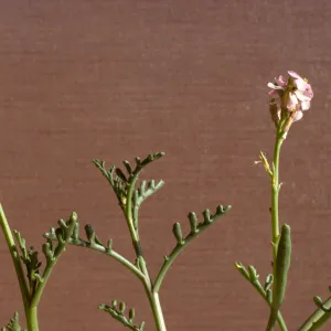 Cakile maritima