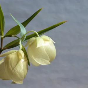 Calochortus albus