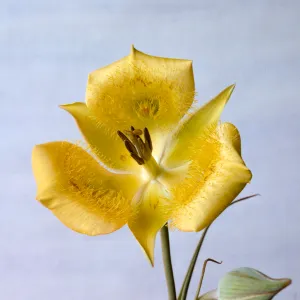 Calochortus clavatus