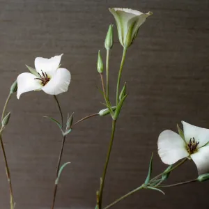 Calochortus invenustus
