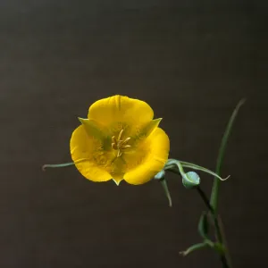 Calochortus clavatus