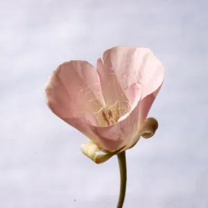 Calochortus splendens