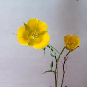 Calochortus clavatus