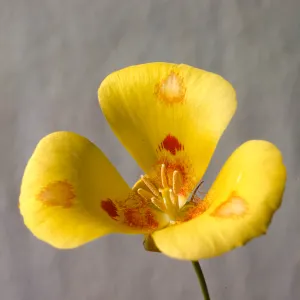 Calochortus venustus