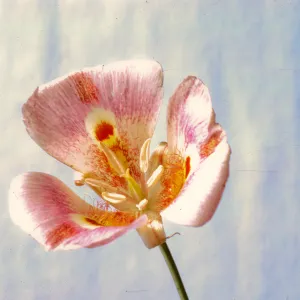 Calochortus venustus