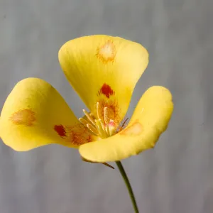 Calochortus venustus