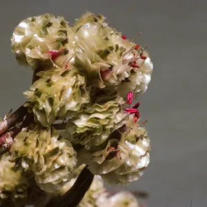 Calyptridium umbellatum