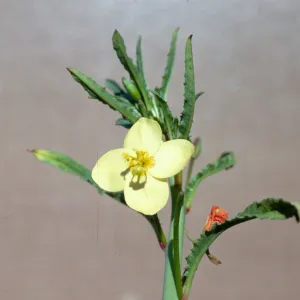 Camissonia californica