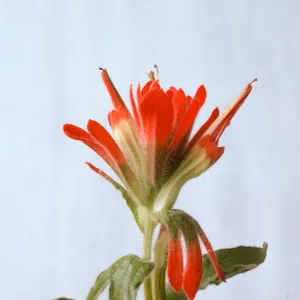 Castilleja martinii 
