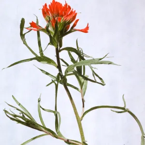 Castilleja affinis