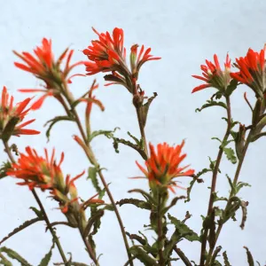 Castilleja applegatei 