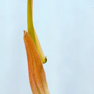 Castilleja linariifolia 