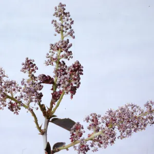 Ceanothus leucodermis