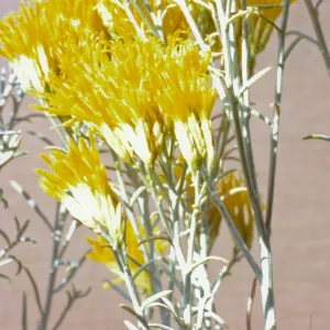 Chrysothamnus nauseosus ssp. hololeucus 
