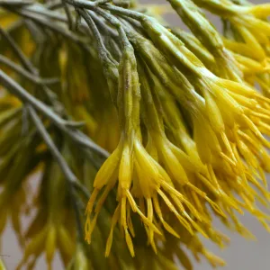 Chrysothamnus nauseosus ssp. hololeucus 