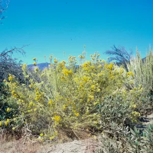 Chrysothamnus nauseosus ssp. mohavensis