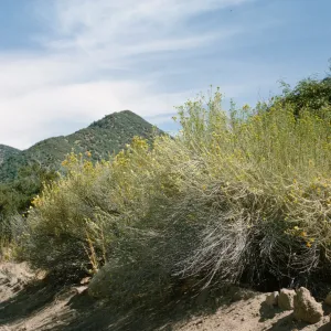 Chrysothamnus nauseosus ssp. mohavensis