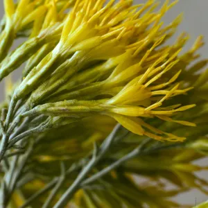 Chrysothamnus nauseosus ssp. hololeucus