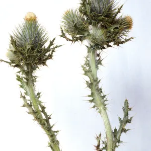 Cirsium brevistylum