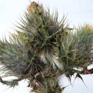 Cirsium brevistylum