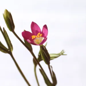 Centaurium davyi 