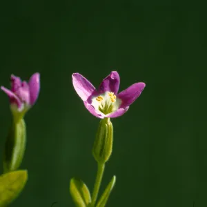 Centaurium davyi 