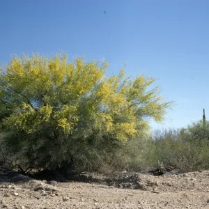 Cercidium floridum