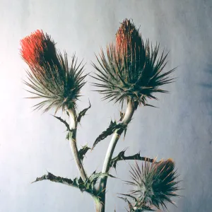 Cirsium occidentale