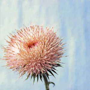 Cirsium californicum